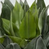 KARE Deko Pflanze Agave 120cm