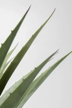 KARE Deko Pflanze Agave 85cm