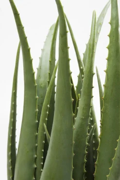 KARE Deko Pflanze Aloe 69cm