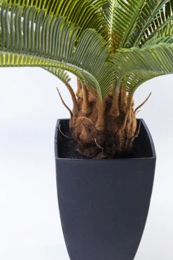 KARE Deko Pflanze Cycas Tree 78cm