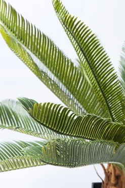 KARE Deko Pflanze Cycas Tree 78cm