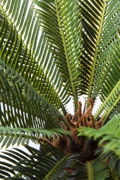 KARE Deko Pflanze Cycas Tree 78cm