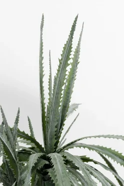 KARE Deko Pflanze Dragon Tree 155cm