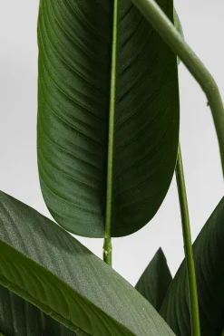 KARE Deko Pflanze Paradise Flowers 190cm