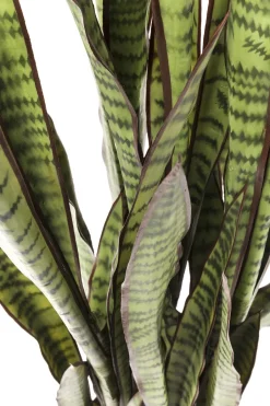 KARE Deko Pflanze Sansewieria 155cm